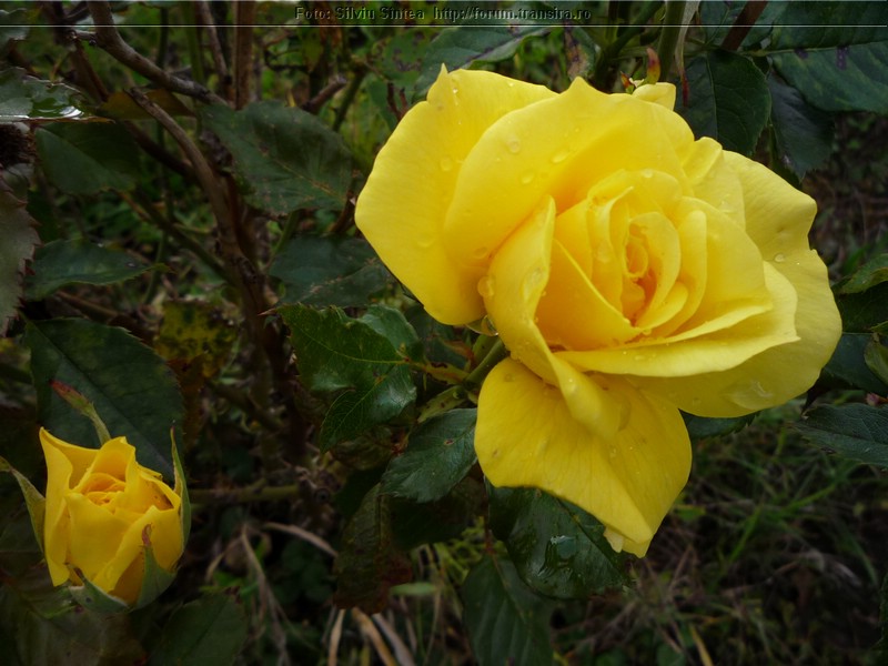 trandafiri SH Ighis (3).JPG