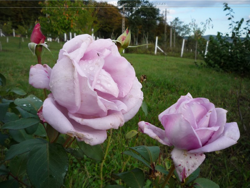 trandafiri SH Ighis (1).JPG